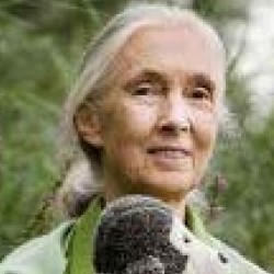 Frases de Jane Goodall Frases de Jane Goodall